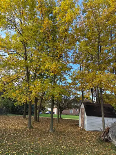 free wood for furniture making and  firewood, View more
