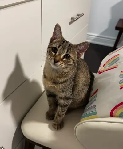 Domestic shorthair Kittens , View more