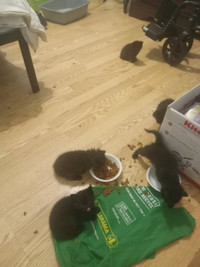 kittens to give away