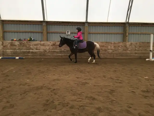 Winter Horse Camp64667464996609122