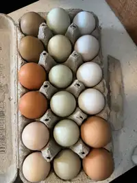 Rainbow Heritage Hatching Eggs 18 pack 