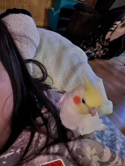 sweet male cockatiel , View more