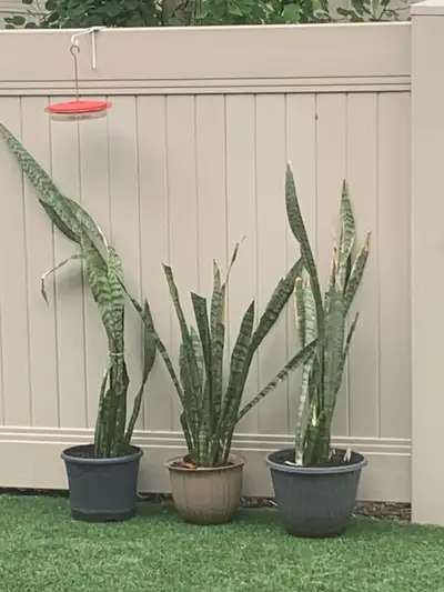 snake plants free, View more