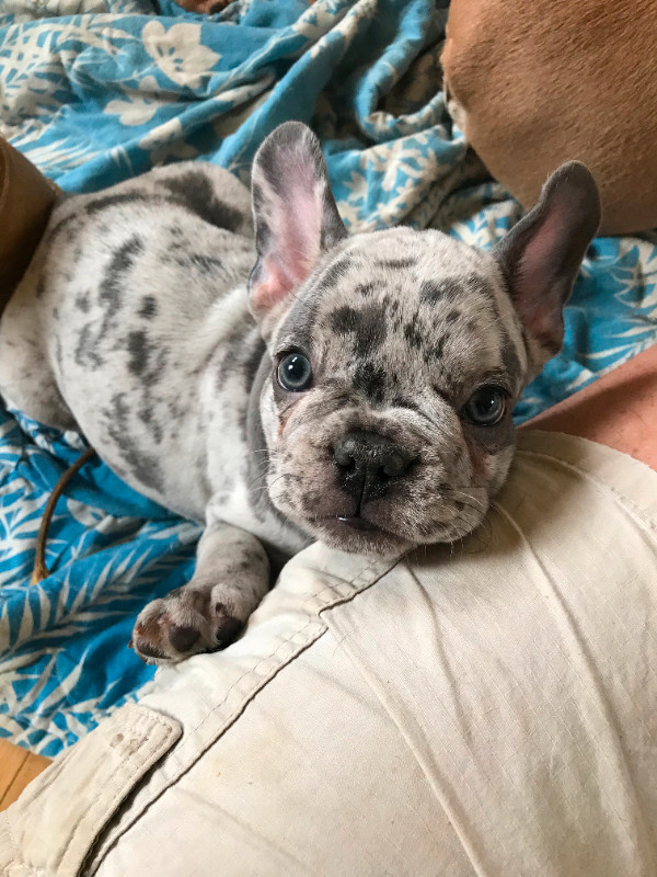 CKC FRENCH BULLDOG PUPPIES in Dogs & Puppies for Rehoming in Edmonton