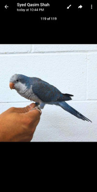 BEAUTIFUL BABY QUAKERS PARROT AVAILABLE 