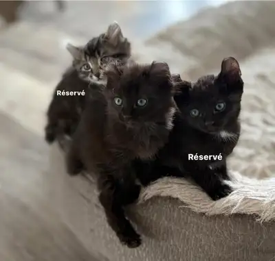 Chatons Highland Lynx, né le 7 mars, View more
