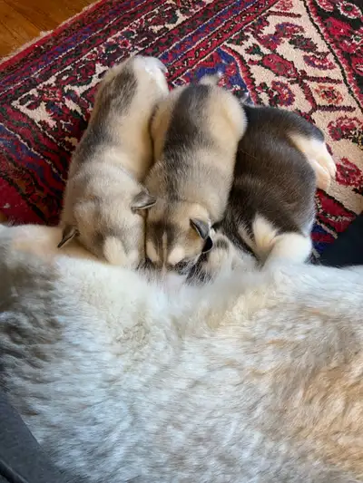 Beautiful Husky Puppies Available , View more