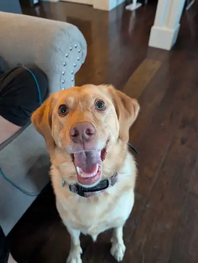 yellow lab / razorback , View more