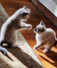 Ragdoll Bobtail kittens 