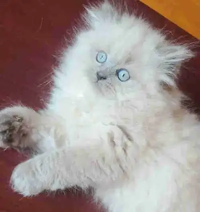 Chaton Himalayen mâle persan colorpoint, View more
