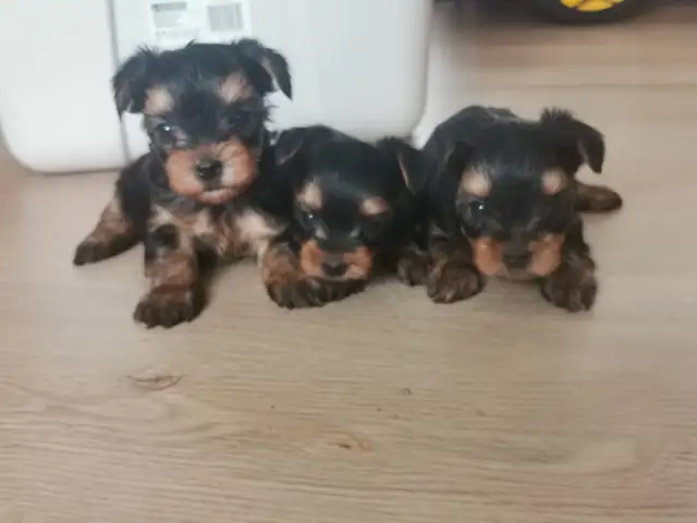Yorkshire terrier puppies in Dogs & Puppies for Rehoming in City of Toronto - Image 10