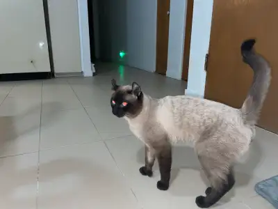 Male 1 an en février 2025 un chat super affectueux doux joueur je m’en défais car j’ai trop de chats...