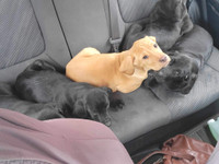 Two black plott hound pups for sale 