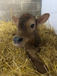 Jersey bull calves 