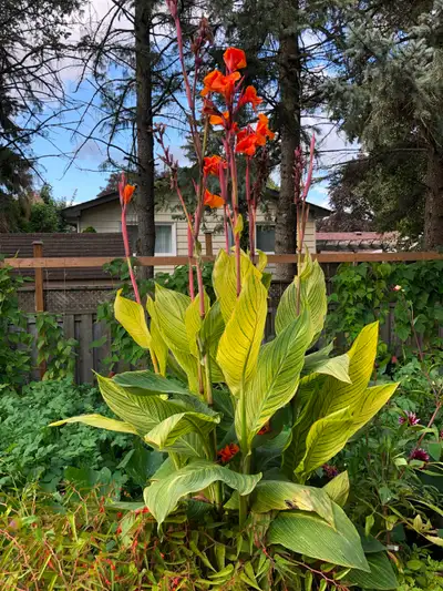 Sprouted Canna Lily Rhizomes for sale, View more