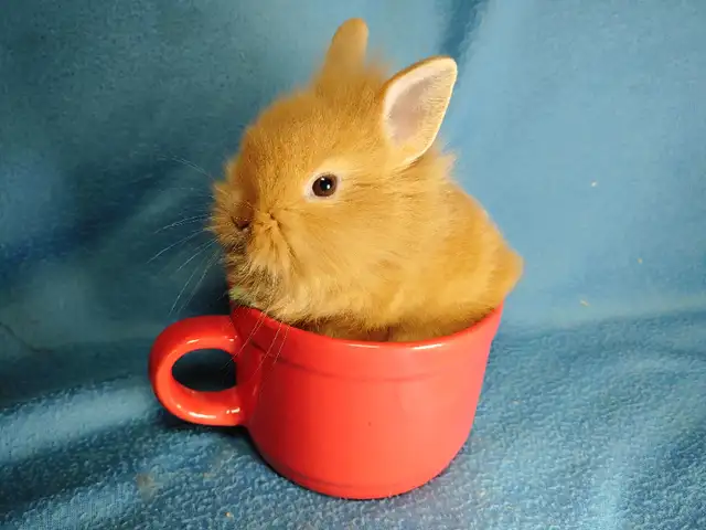 EXTRAORDINARY NETHERLAND DWARF, LIONHEAD, HOLLAND LOO BABY BUNNY in Small Animals for Rehoming in Mississauga / Peel Region - Image 9