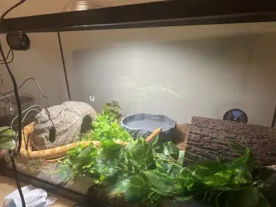 Adult male corn snake, View more