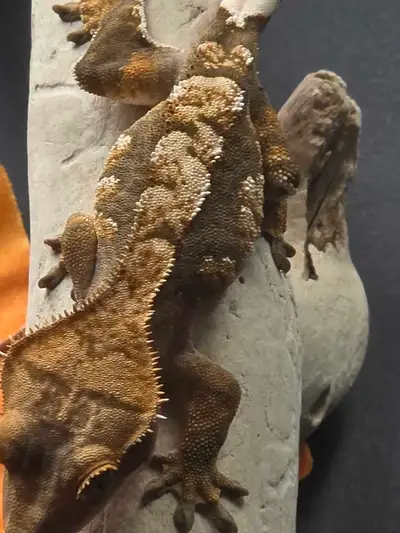 Juvenile Crested Gecko, View more