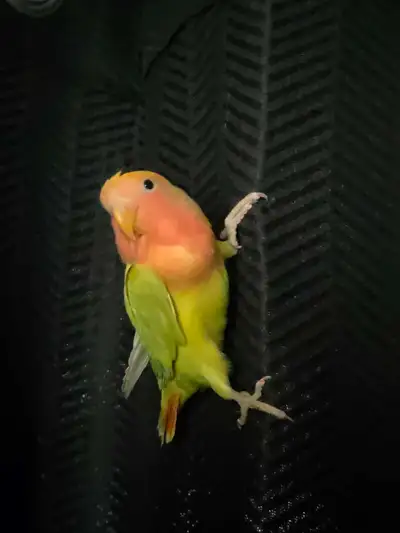 -2-3 month old fully weaned/independent baby love bird -NOT hand tamed/trained -no cages -no deliver...