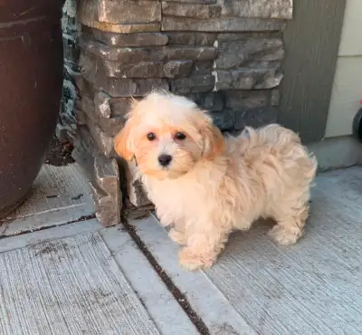 Adorable female Maltipoo Ready for her forever home Vet checked 1 at shots and deworming complete. E...