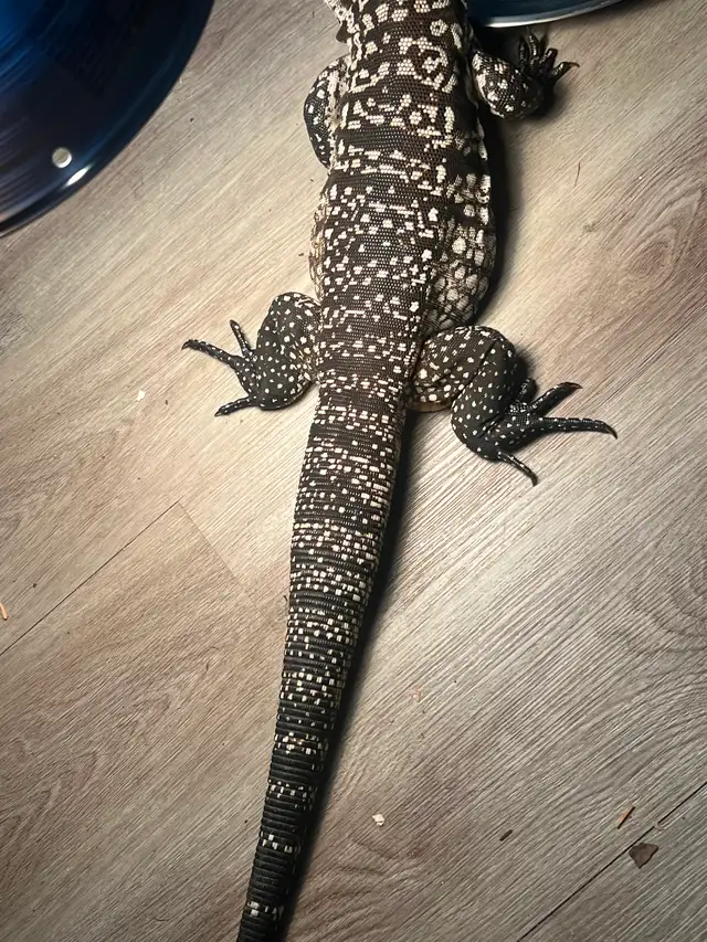 Male Argentine black and white tegu in Reptiles & Amphibians for Rehoming in Kawartha Lakes - Image 7