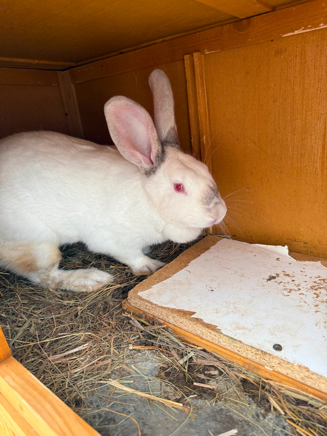 Female bunny in Small Animals for Rehoming in Peterborough