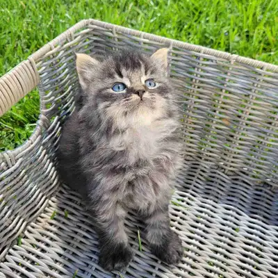 Pending ....Adorable Fluffy Kitten, View more