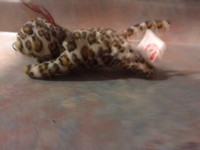 TY Teenie Beanie Baby - Freckles The Leopard with Tags