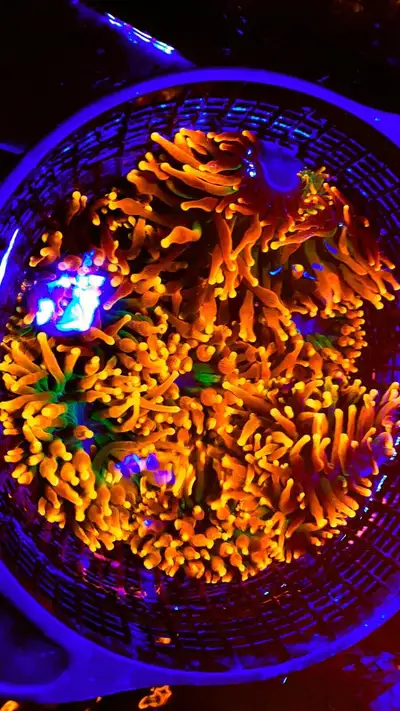 Amazing colours and super healthy Coral frags saltwater tank aquarium