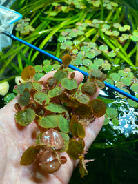 Red Root Floaters - May have some duckweed.