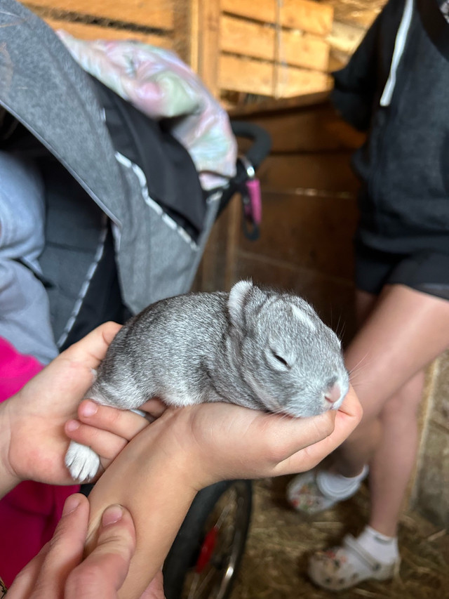 BUNNY!!! in Small Animals for Rehoming in Oakville / Halton Region - Image 3