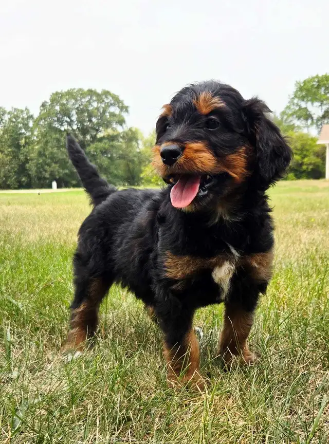 bernedoodle puppies in Dogs & Puppies for Rehoming in Winnipeg - Image 9