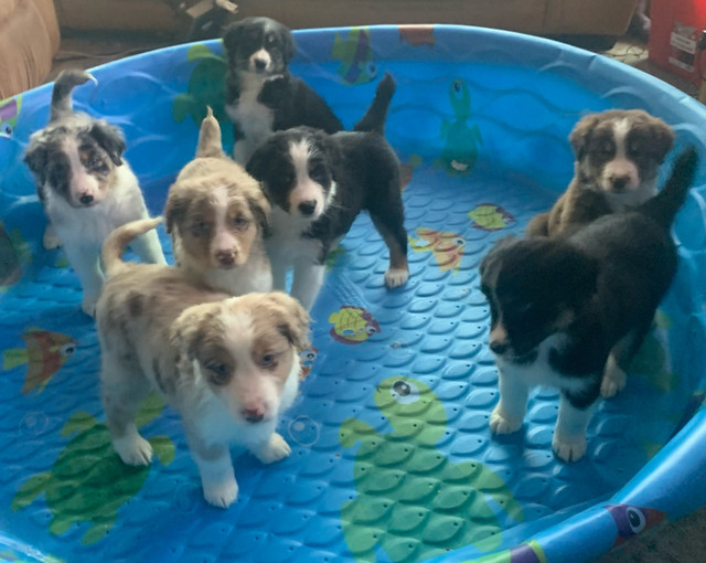 Australian shepherd puppies in Dogs & Puppies for Rehoming in Sudbury