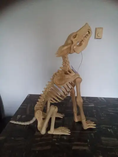 Halloween wolf skeleton, View more