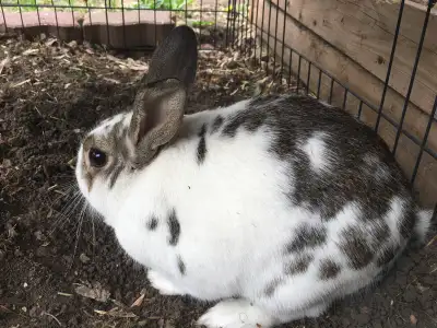 Rex/Dutch cross rabbit for hire, View more