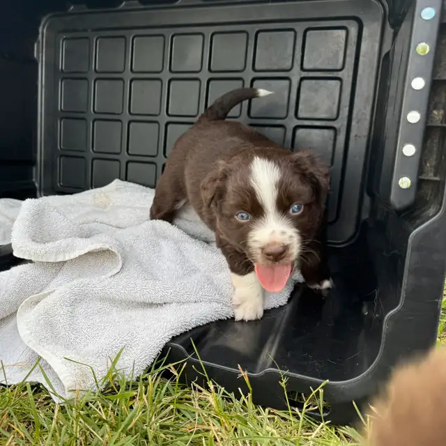 Reg'd Mini Aussie Puppy- Super gorgeous dark red boy! in Dogs & Puppies for Rehoming in Williams Lake - Image 7