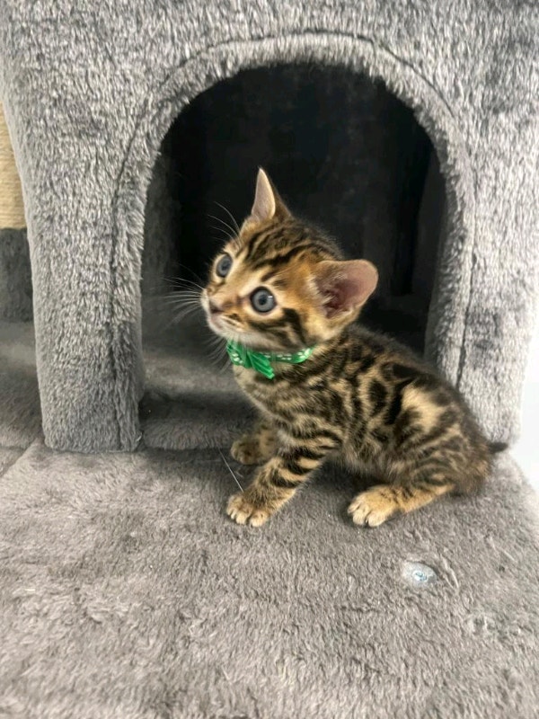 STUNNING F6 Bengal Kittens 1 Female, 2 Males Left, RESERVE NOW Cats