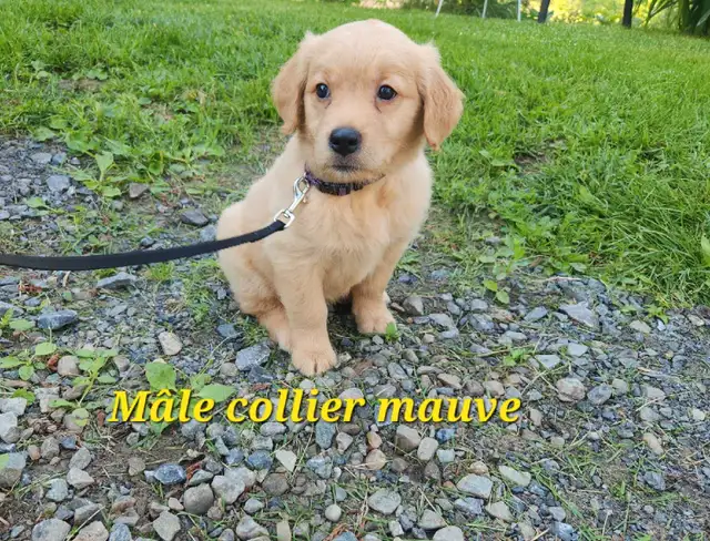chiot golden retriever roux doré pure race prêt à partir in Dogs & Puppies for Rehoming in Lanaudière - Image 5