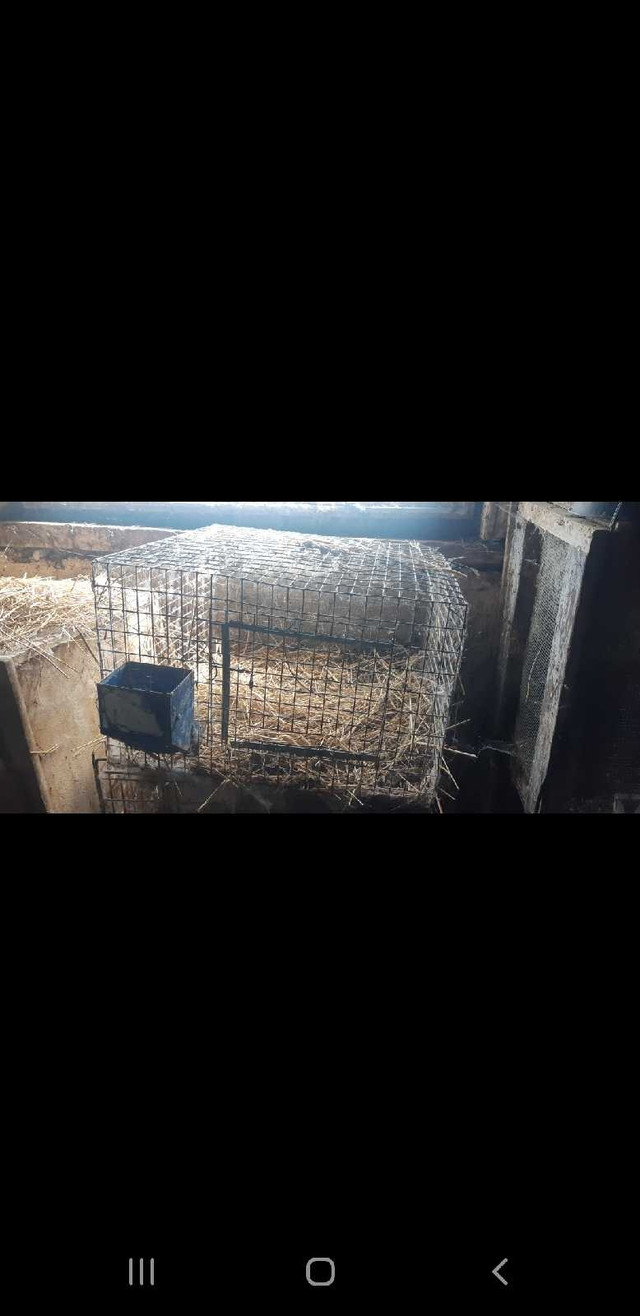 Rabbit cages in Equestrian & Livestock Accessories in Owen Sound