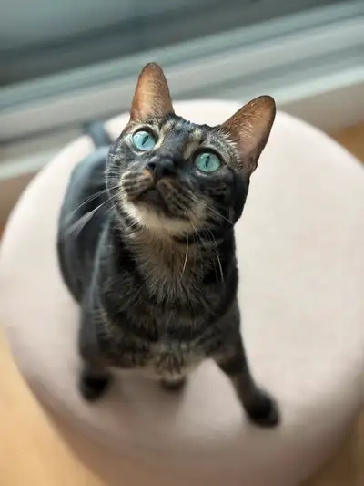 Chat Bengal enregistré TICA – 6 ans (mâle) – 200$, View more