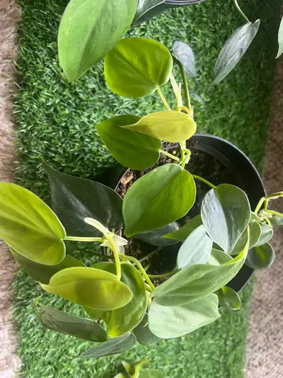 Very beautiful plant which has heart shaped leaves, once it grows more it will turn to beautiful vin...