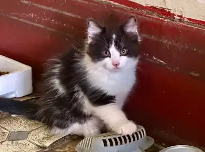 Adorable domestic short-haired kittens, View more