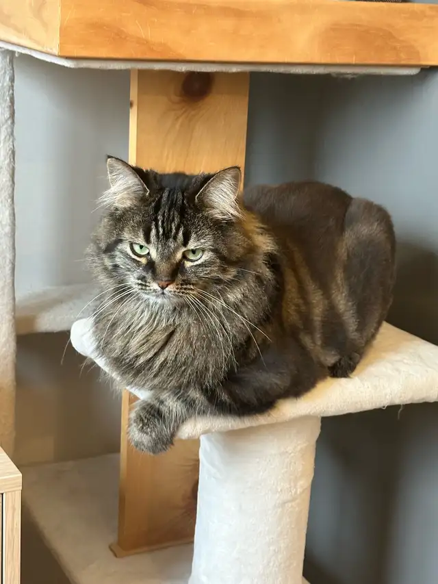 2 chats de 3 ans  mixte maine coon in Cats & Kittens for Rehoming in Laval / North Shore - Image 4