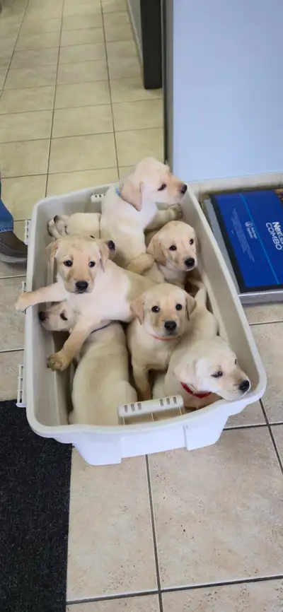 Beautiful Labrador Retriever Puppies for Sale!, View more