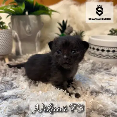 Chatterie Savannah Québec Nikawi est une magnifique femelle savannah F3-C née le 2 mai 2025. Elle se...