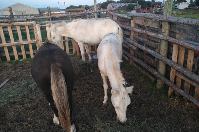 Mule and His Pony Brother Need a New Home in Horses & Ponies for Rehoming in Regina