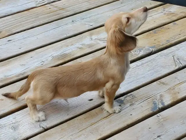 PLACING ADULTS in Dogs & Puppies for Rehoming in Muskoka - Image 11