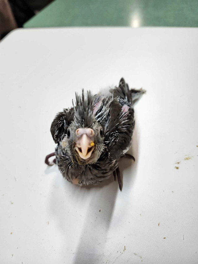 Cockatiel  bird in Birds for Rehoming in Edmonton - Image 4