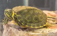 Yellow belly cooter turtle