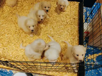 Valentine's Day Puppies! 2 Left, View more